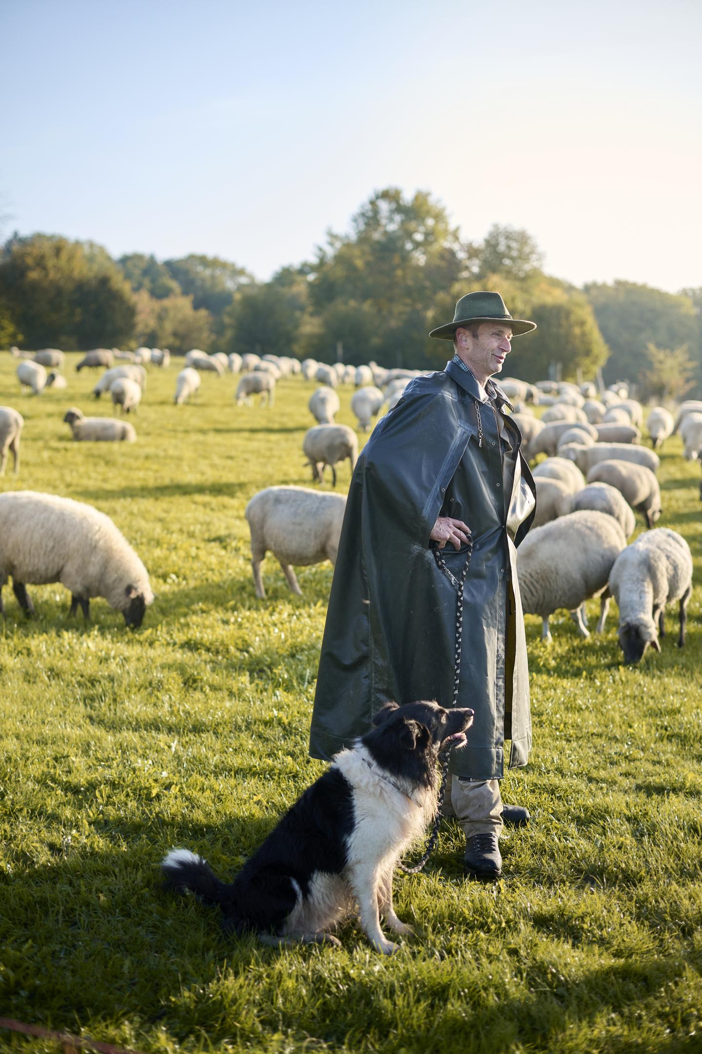 Schäfer mit Hütehund vor seiner Schafherde.