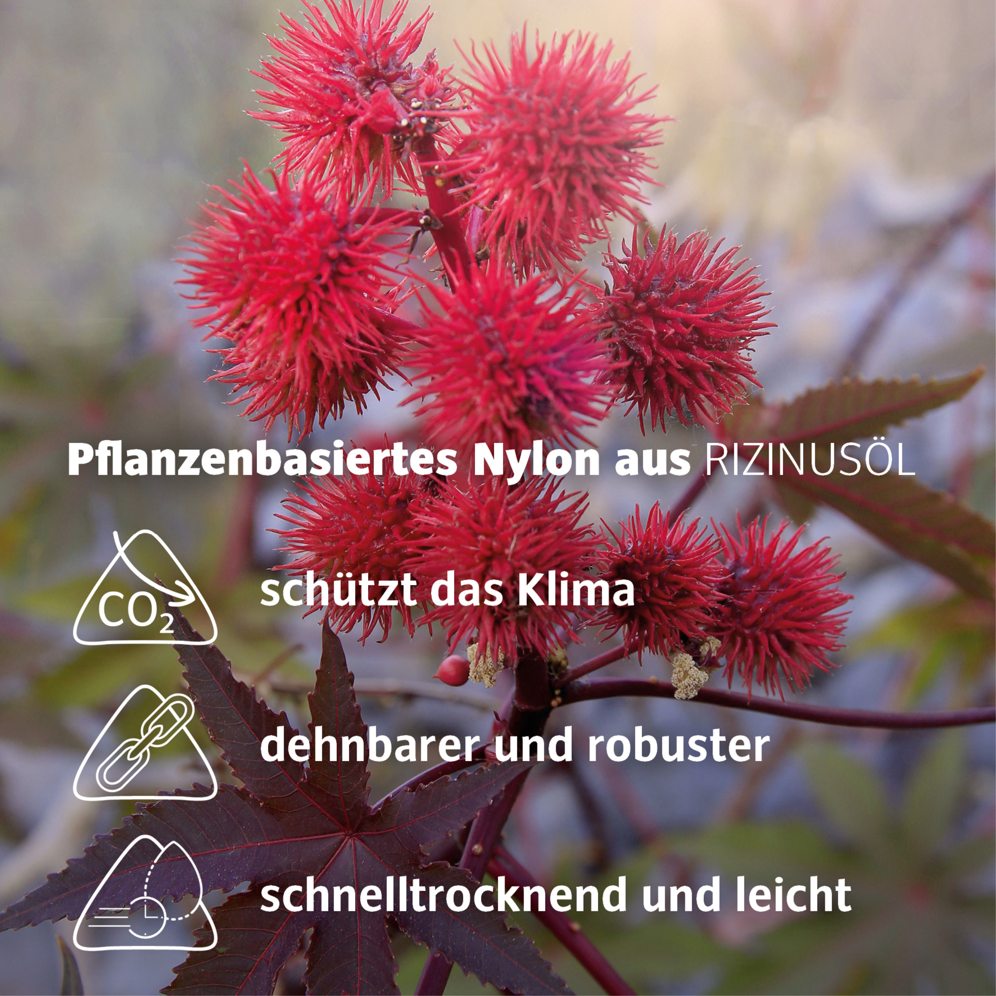 Rizinuspflanze